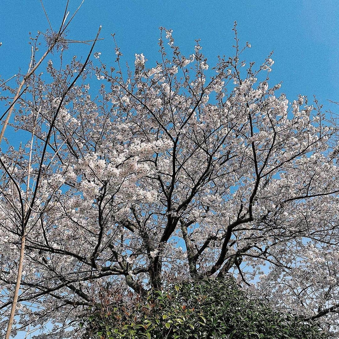 井上志帆子さんのインスタグラム写真 - (井上志帆子Instagram)「、 今年もキレイだ‼️‼️🌸 #実家の庭#桜の木#桜#キレイだ#なんだかんだ言ってたって〜 ダンプカーみたいなの停めとるけんいつもの角度から撮ろうとしたら、写り込む☹️台無しやねん」3月23日 15時52分 - shiriko0316