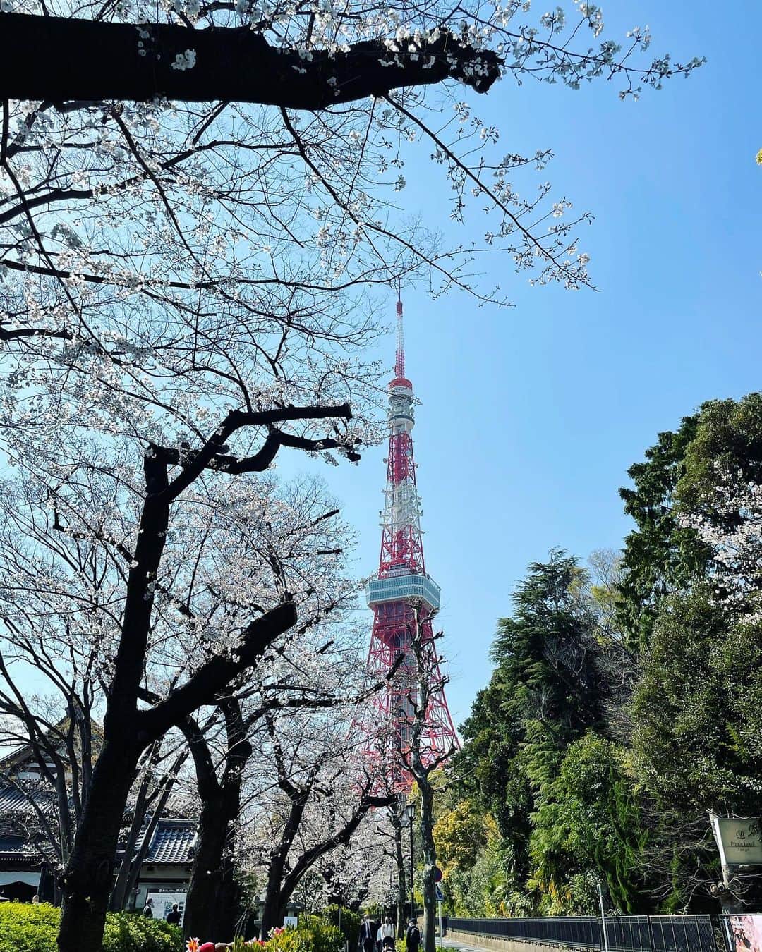 津田麻莉奈さんのインスタグラム写真 - (津田麻莉奈Instagram)「🌸🌸🌸  #🌸　 #桜 #春　 #東京タワー #東京タワーと桜  #tokyotower  #sakura#tokyo  #cherryblossom  #springhascome」3月23日 16時27分 - tsudamarinal