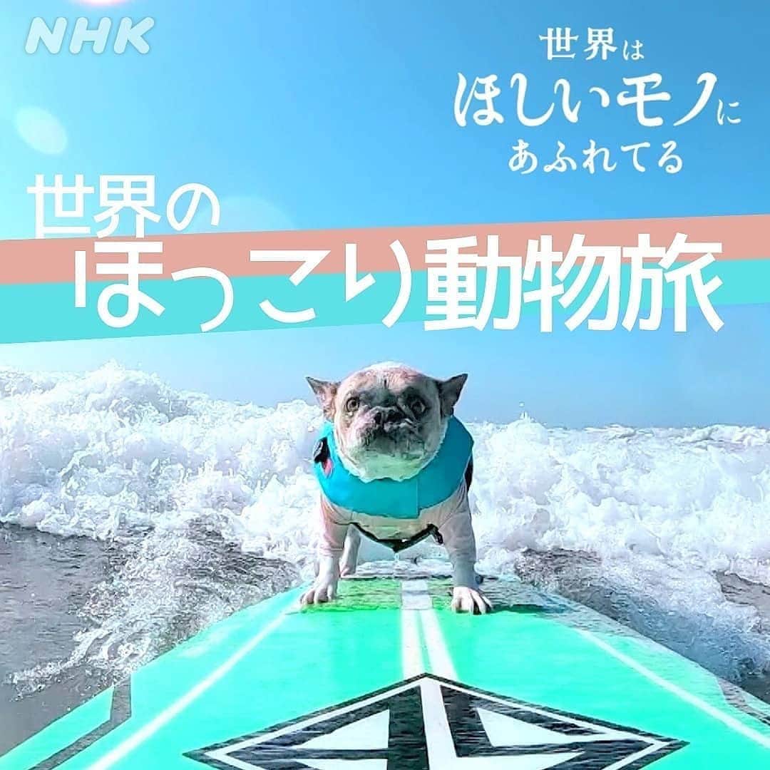 NHK「世界はほしいモノにあふれてる」さんのインスタグラム写真 - (NHK「世界はほしいモノにあふれてる」Instagram)「＼ねこー！をJUJUさんがナレーション⁉️／  写真は、 アメリカのサンディエゴで行われている ドッグサーフィンの様子！ 飼い主と犬が力を合わせる チームスポーツなんですって🐶🏖 それにしてもきれいな海、行きたいな🐶  午前3時のせかほし祭！ 昨日お伝えしたジュエリー、その後には、 世界のほっこり動物が放送！  ◆せかほし5min. 世界のほっこり動物 3/24(水) 午前3:20〜3:25 総合  ※一部地域、また、緊急ニュース等によって、  放送休止となることもございます  これまでの番組で登場した かわいい動物さんたちが出演しますよ！ ミラノのねこカフェに🐱 アンゴラウサギの毛で紡がれる、 幻かつ究極のニットも登場！  そして、ナレーションは、JUJUさん！ 果たして「ねこ！」は、 ナレーションでも、言うのか！？！？🐱🐱🐱 そして、今夜は、3本連続ナレーションJUJUさん祭！  癒やしの動物の世界、そして、 JUJUさんのナレーションを、どうぞお楽しみに！  --------------------- #せかほし５min. #ねこカフェ #ドッグサーフィン  #犬　#わんこは家族 #ボーヒューズニット  #ニット #デンマーク　#サンディエゴ　#ミラノ  #鈴木亮平 #JUJU #神尾晋一郎 #nhk  #せかほし #世界はほしいモノにあふれてる  #sekastagram」3月23日 16時42分 - nhk_sekahoshi