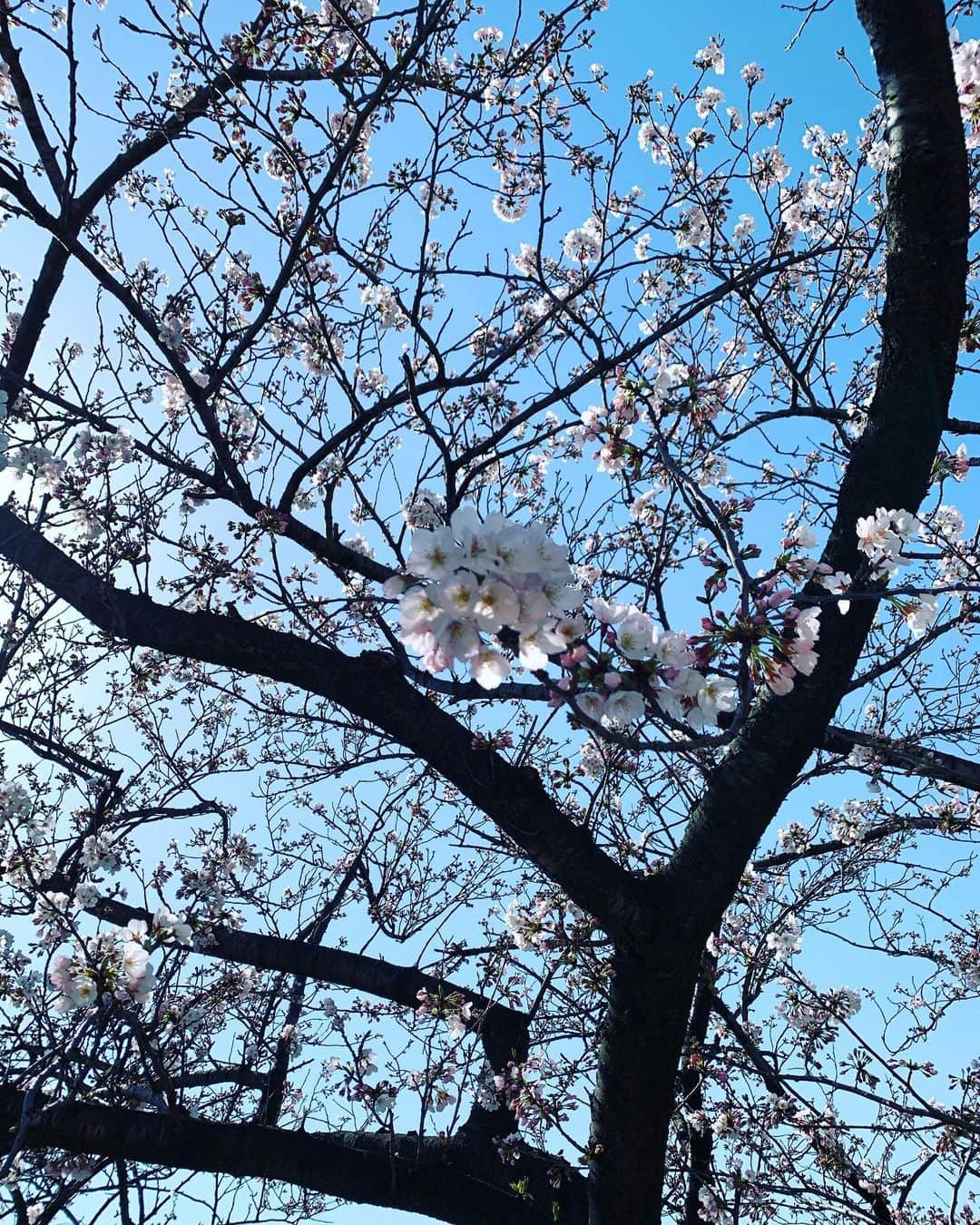 護あさなさんのインスタグラム写真 - (護あさなInstagram)「. 今年の花見はひっそりと散歩の時に終えそう🌸 八分咲きくらいかな？ 関東の桜はもういい見頃ですね🥰 皆さんはもう桜、発見しましたか？🌸🌸🌸」3月23日 16時55分 - mamoruasana0504