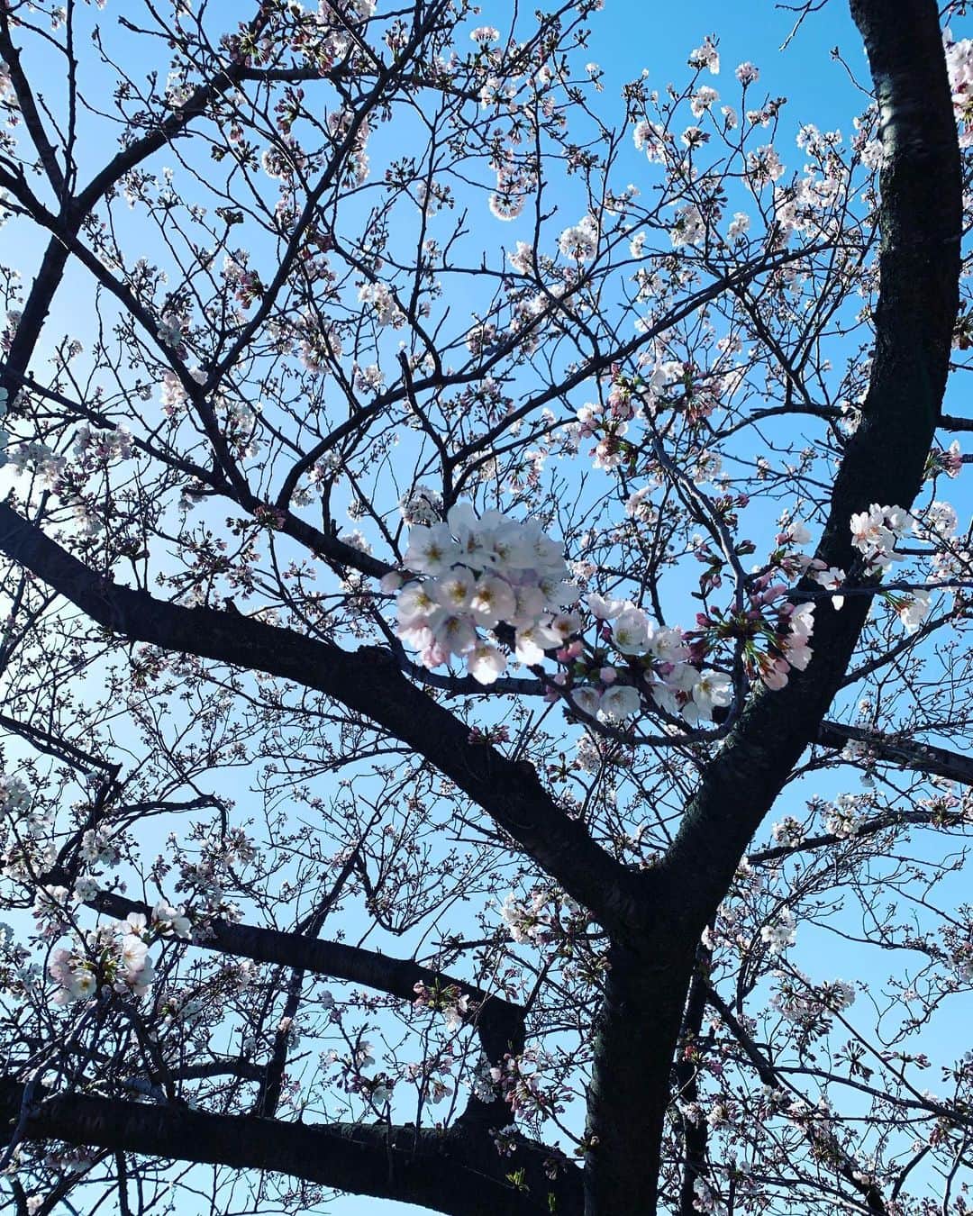 のインスタグラム：「. 今年の花見はひっそりと散歩の時に終えそう🌸 八分咲きくらいかな？ 関東の桜はもういい見頃ですね🥰 皆さんはもう桜、発見しましたか？🌸🌸🌸」