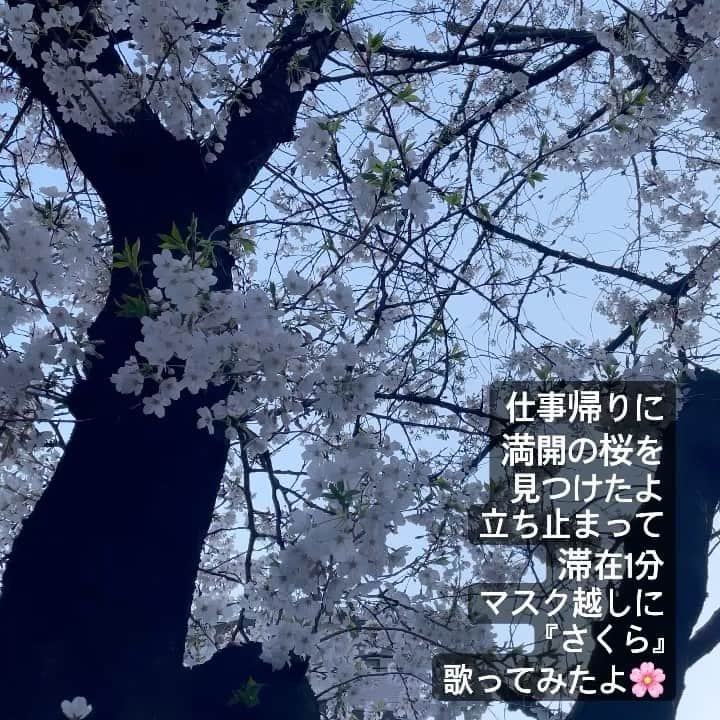 山口もえのインスタグラム：「満開の桜を見つけたよ🌸 ふと立ち止まって 『さくら』歌ってみたよ😊  卒業おめでとう 入学おめでとう 新社会人おめでとう 進級おめでとう  色々な思いを込めて✨  サビまで歌いたかったのに・・・ 歌えなかった。笑  森山直太朗さんは 学校の先輩なんです✨  直太朗さんは学生時代から スターでした👏  私はというと まじめな地味子さんでした♡笑  #さくら #森山直太朗 さん #歌ってみた #学校の先輩」
