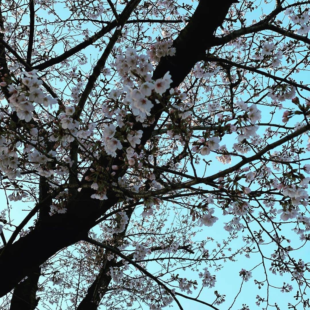 桜井ユキさんのインスタグラム写真 - (桜井ユキInstagram)「皆様こんにちは。  桜がだいぶ咲いてきてますね。  今日は一日外で撮影しております。 昼間にチャーハンを食べてそのあと全力疾走をしたので、お腹がウップウップなってます。  ウップウップ言いながら後半も頑張ります。  ウップウップ  　　　　　　　　　　 　　　　　　　　　　　　　　　　　　桜井🌸」3月23日 18時42分 - yuki.sakurai_official