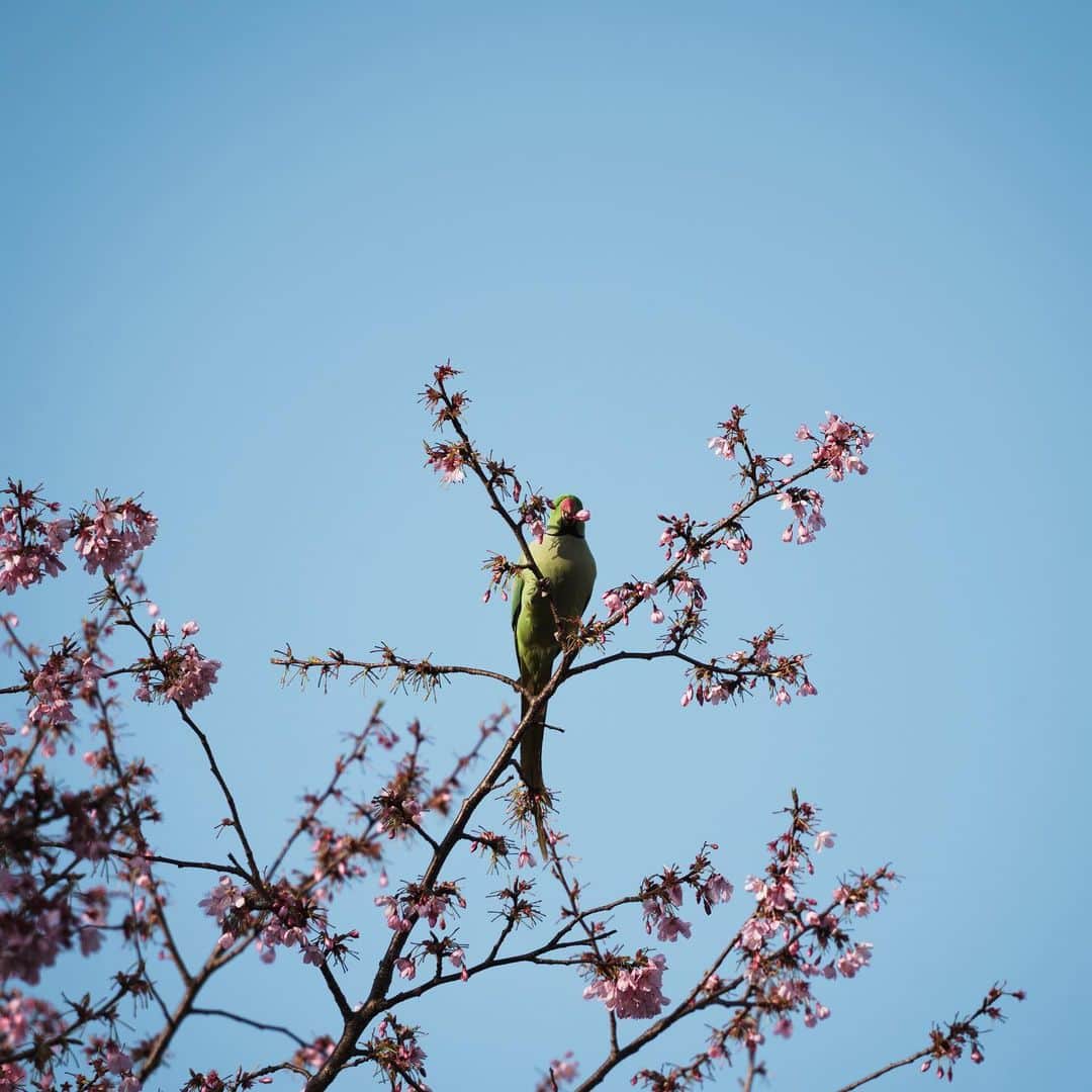市川渚のインスタグラム：「インコがすごい勢いでさくらを食べて（？）いた🌸🦜🍽ペットから野生化したワカケホンセイインコというインコらしい。最近、よく見かける。  The parakeets were eating Sakura! They were rose-necked parakeets, originally as a pet that turned into a wild. I saw them a lot lately.」
