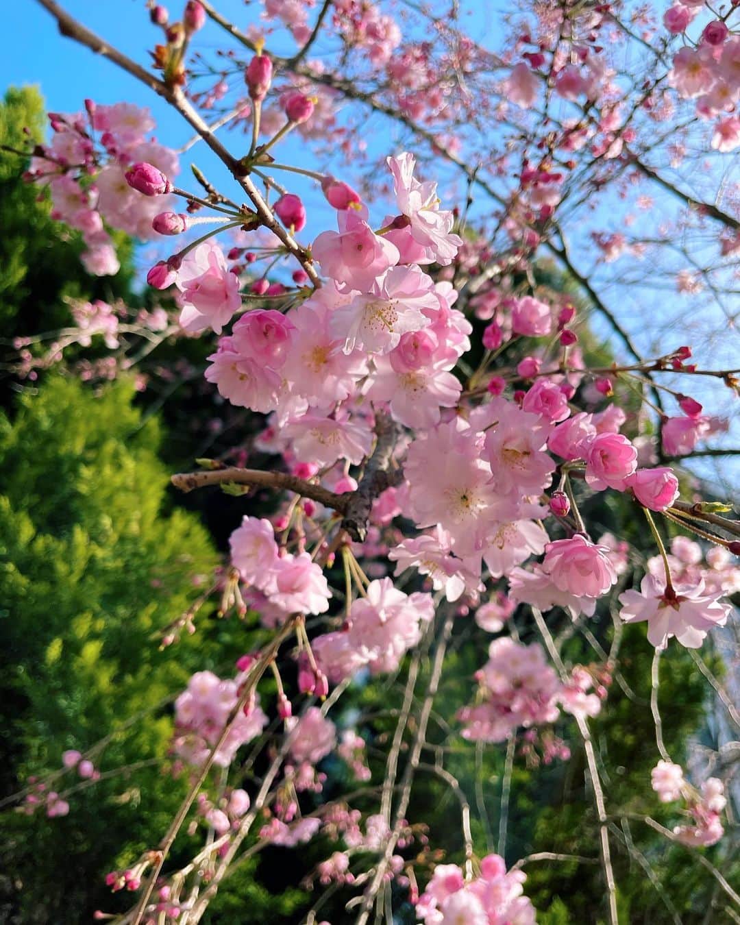 倉地美晴さんのインスタグラム写真 - (倉地美晴Instagram)「・ 名古屋の満開は週末くらいかな🌸🌸🌸」3月23日 19時52分 - miharu_kurachi