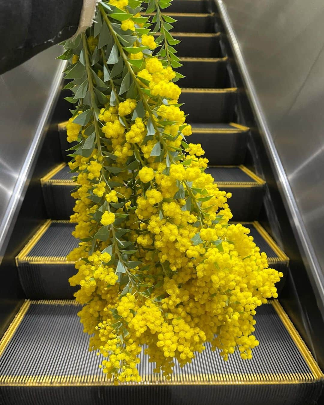 伊藤歩さんのインスタグラム写真 - (伊藤歩Instagram)「Mimosa💛💛💛  エスカレーターに乗るミモザ なにしても可愛い お花ってステキ💐  #mimosa #loveflowers #plantstagram  #chara 宅の#ミモザ#黄色の花#flowerstagram」3月23日 21時31分 - ayumi__ito