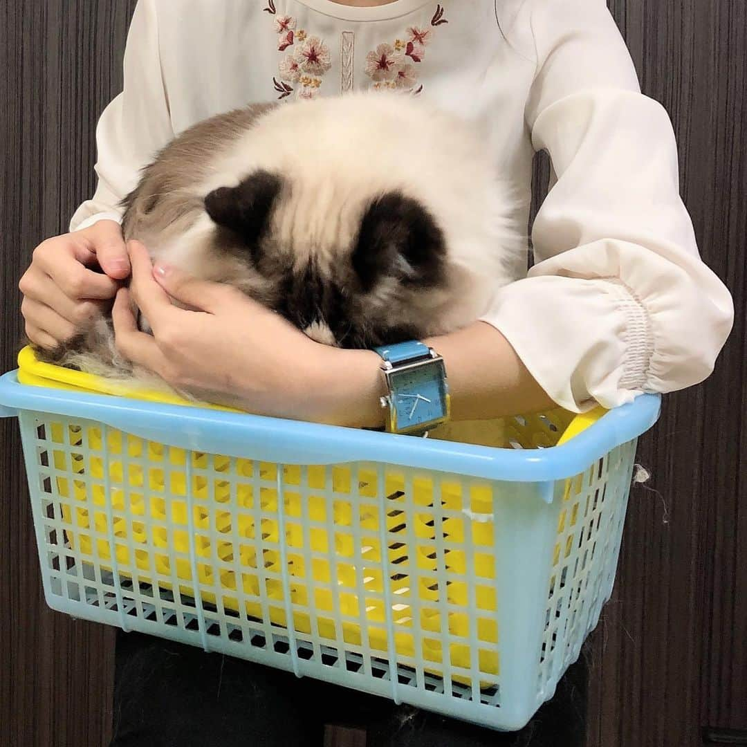 Sagiri Kitayamaさんのインスタグラム写真 - (Sagiri KitayamaInstagram)「大きなキャスバル兄さんと、オシャレで素敵な腕時計😺💖(3～5枚目の写真嫌いなアルちゃんはご愛嬌です😆) 洗練されていてシンプルな @nomonday_jp の腕時計⌚✨ 写真は3.5×3.5cmの大きなスクエア型の文字盤＆2.4cmの太ベルトがとても可愛いNMシリーズです💕色鮮やかなブルーはコーデのアクセントにぴったり！！つけるだけで1日をHAPYな気分にしてくれます🥰 他にも、スタイリッシュで個性的な素敵な腕時計が沢山あるのでチェックしてみて下さいね🌟  クーポンご使用で 10%OFFになります🌟 10%offクーポンコード➡【 rerercd48 】(2022年3月5日まで有効です)  #ノーマンデー #nomonday #腕時計  #時計 #手元倶楽部 #catlover」3月23日 21時36分 - rererurerurela