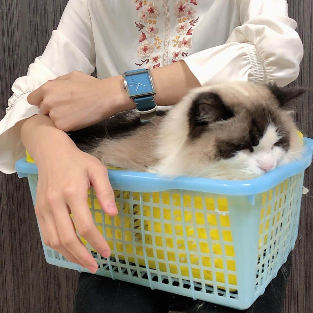 Sagiri Kitayamaさんのインスタグラム写真 - (Sagiri KitayamaInstagram)「大きなキャスバル兄さんと、オシャレで素敵な腕時計😺💖(3～5枚目の写真嫌いなアルちゃんはご愛嬌です😆) 洗練されていてシンプルな @nomonday_jp の腕時計⌚✨ 写真は3.5×3.5cmの大きなスクエア型の文字盤＆2.4cmの太ベルトがとても可愛いNMシリーズです💕色鮮やかなブルーはコーデのアクセントにぴったり！！つけるだけで1日をHAPYな気分にしてくれます🥰 他にも、スタイリッシュで個性的な素敵な腕時計が沢山あるのでチェックしてみて下さいね🌟  クーポンご使用で 10%OFFになります🌟 10%offクーポンコード➡【 rerercd48 】(2022年3月5日まで有効です)  #ノーマンデー #nomonday #腕時計  #時計 #手元倶楽部 #catlover」3月23日 21時36分 - rererurerurela