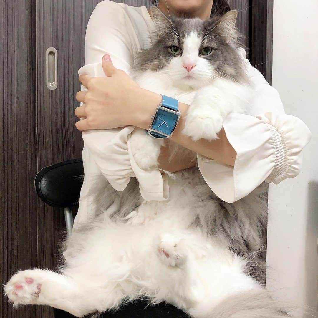 のインスタグラム：「大きなキャスバル兄さんと、オシャレで素敵な腕時計😺💖(3～5枚目の写真嫌いなアルちゃんはご愛嬌です😆) 洗練されていてシンプルな @nomonday_jp の腕時計⌚✨ 写真は3.5×3.5cmの大きなスクエア型の文字盤＆2.4cmの太ベルトがとても可愛いNMシリーズです💕色鮮やかなブルーはコーデのアクセントにぴったり！！つけるだけで1日をHAPYな気分にしてくれます🥰 他にも、スタイリッシュで個性的な素敵な腕時計が沢山あるのでチェックしてみて下さいね🌟  クーポンご使用で 10%OFFになります🌟 10%offクーポンコード➡【 rerercd48 】(2022年3月5日まで有効です)  #ノーマンデー #nomonday #腕時計  #時計 #手元倶楽部 #catlover」