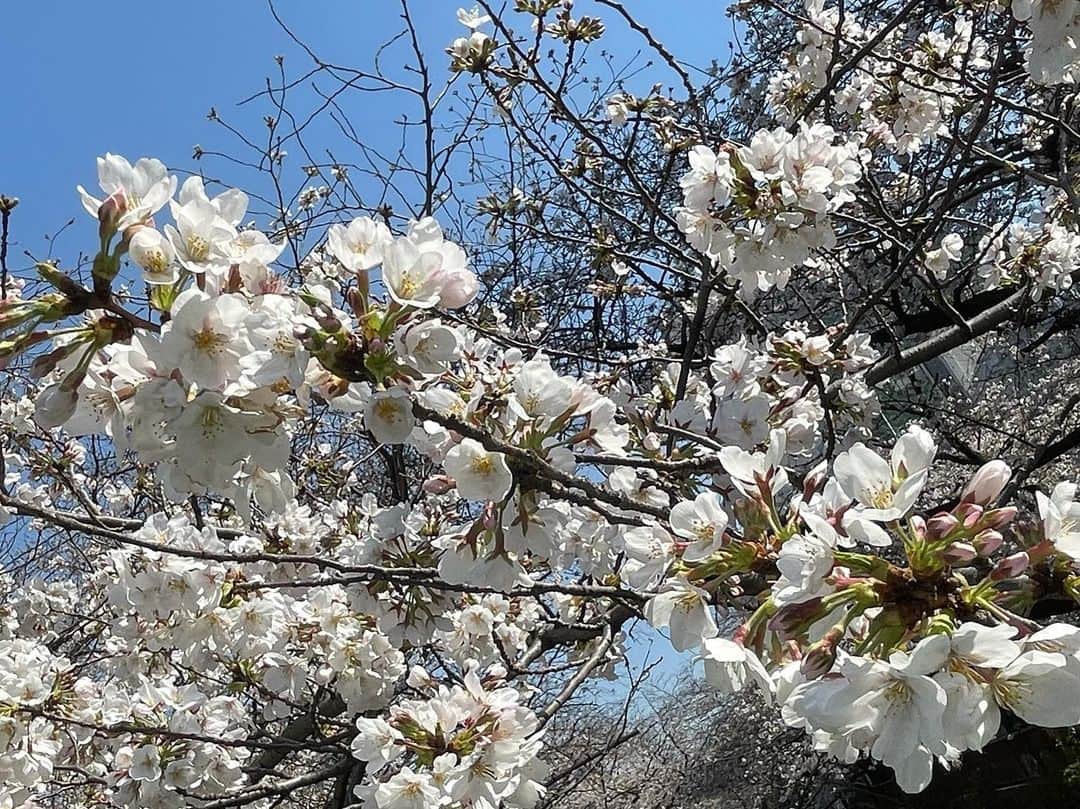 島本真衣さんのインスタグラム写真 - (島本真衣Instagram)「増田ユリヤさん 中尾彬さん 岸博幸さんが『グッド!モーニング』を卒業されました。 これまで長い間番組を支えてくださって本当に本当にありがとうございました❕ 満開の桜を見ながら少し儚い気持ちになります🌸 そんな季節ですね……  #増田ユリヤさん #中尾彬さん #岸博幸さん #ありがとうございました #感謝を込めて  #島本真衣 #桜 #満開 #また明日」3月23日 21時34分 - mai_shimamoto_ex