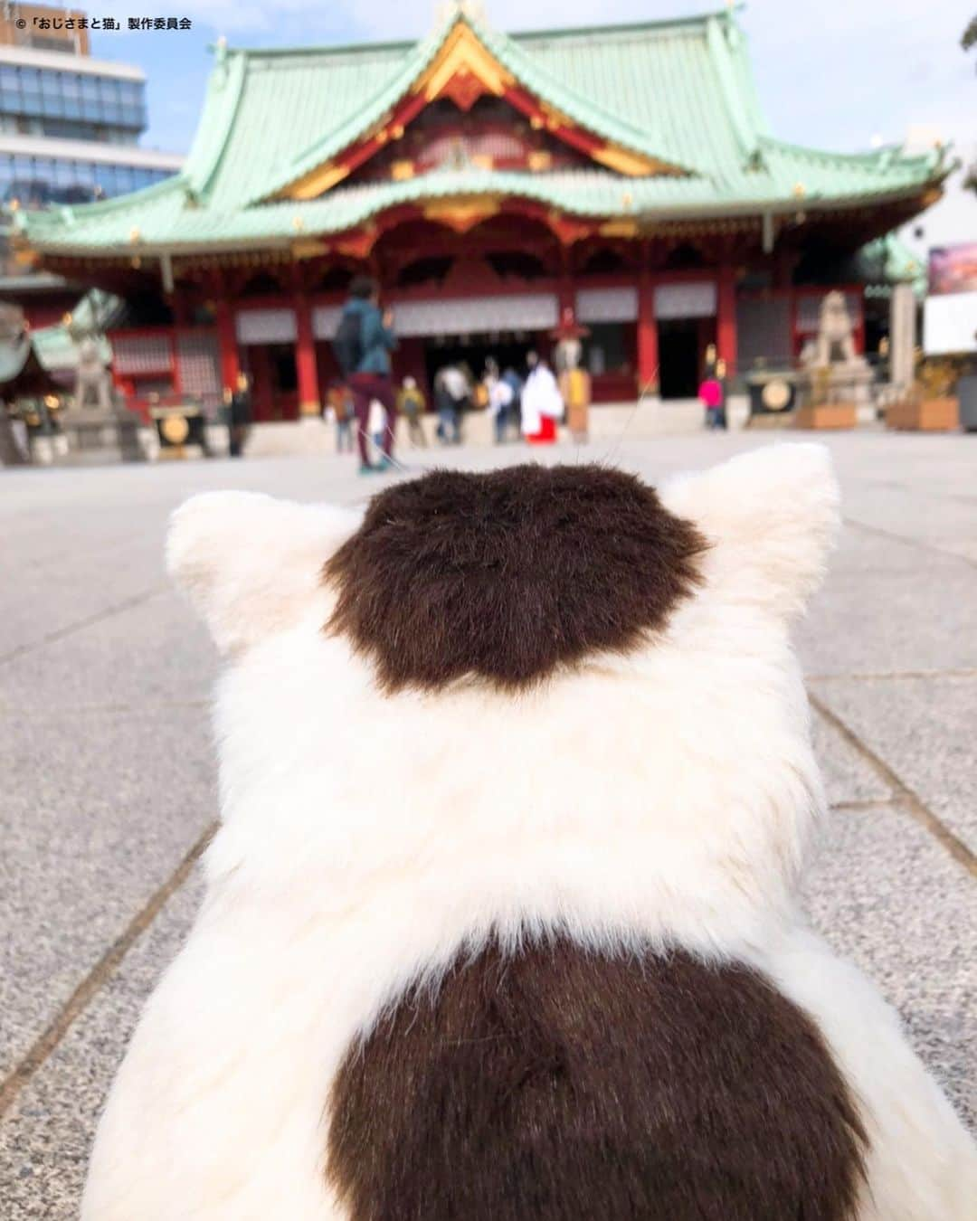 おじさまと猫さんのインスタグラム写真 - (おじさまと猫Instagram)「#おじさまと猫 明日深夜 🌟最終回🌟放送！  ということで、 #ふくまる が"神田"明神へ お参りに行った時のお写真を🐱⛩✨  #おじ猫 を応援してくださる皆様の 幸せをお願いしてきました☺️  …そして鯛焼きをがぶっと🐟💕  明日お昼に、公式Twitterにて とびきりの企画を行います！ どうぞお楽しみに🤲  #草刈正雄 #神木隆之介 #小関裕太 #武田玲奈 #平山浩行 #高橋ひとみ #升毅 #吉澤嘉代子 #阿部真央 #猫 #猫のいる暮らし  #神田明神  #鯛焼き」3月23日 21時59分 - tx_ozineko