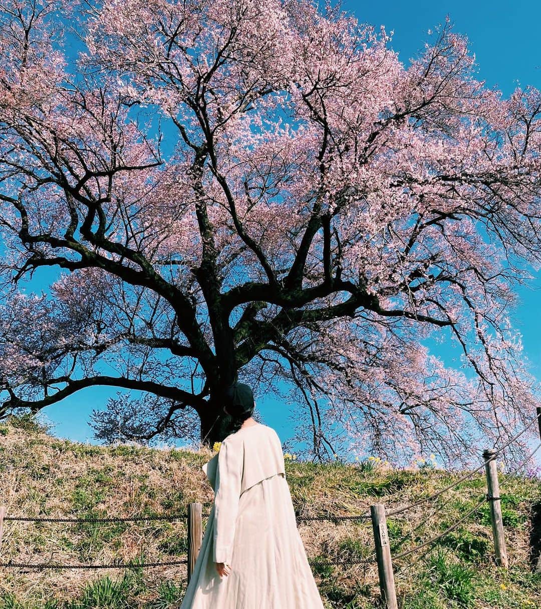 松田珠希さんのインスタグラム写真 - (松田珠希Instagram)「大きな桜🌸 #韮崎 #わに塚の桜」3月24日 9時13分 - tamakimatsuda11
