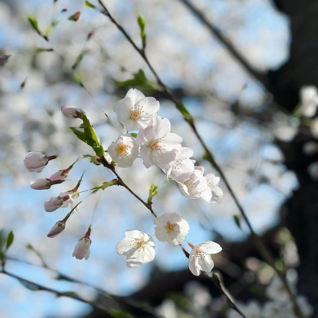 津田麻莉奈さんのインスタグラム写真 - (津田麻莉奈Instagram)「🌸🌸🌸  #🌸　 #桜 #春　 #sakura#tokyo  #cherryblossom  #springhascome」3月24日 8時24分 - tsudamarinal