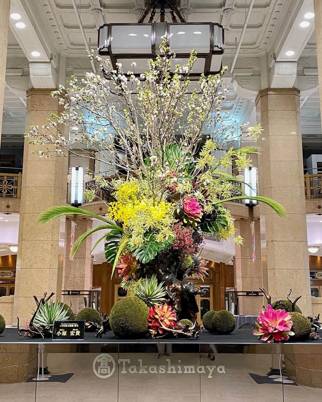 のインスタグラム：「【展示情報】 本日3/24(水)から30(火)まで、 東京日本橋髙島屋1階に「春風」と題した大作を展示しております。 日毎に開花する#桜 の美しさや、芽吹き始める生命のみずみずしさが、心を癒す一助になるよう願いを込めていけました。 お近くにいらした際には、是非お楽しみください。  #小原流 #いけばな小原流 #ohararyu  #oharaschoolofikebana #いけばな #插花 #ikebana #華道 #小原宏貴 #hirokiohara #花のある暮らし #花好きの人と繋がりたい #flowerstagram #flowerartist #flower #flowers #flowerlovers #髙島屋 #高島屋 #cherryblossom」