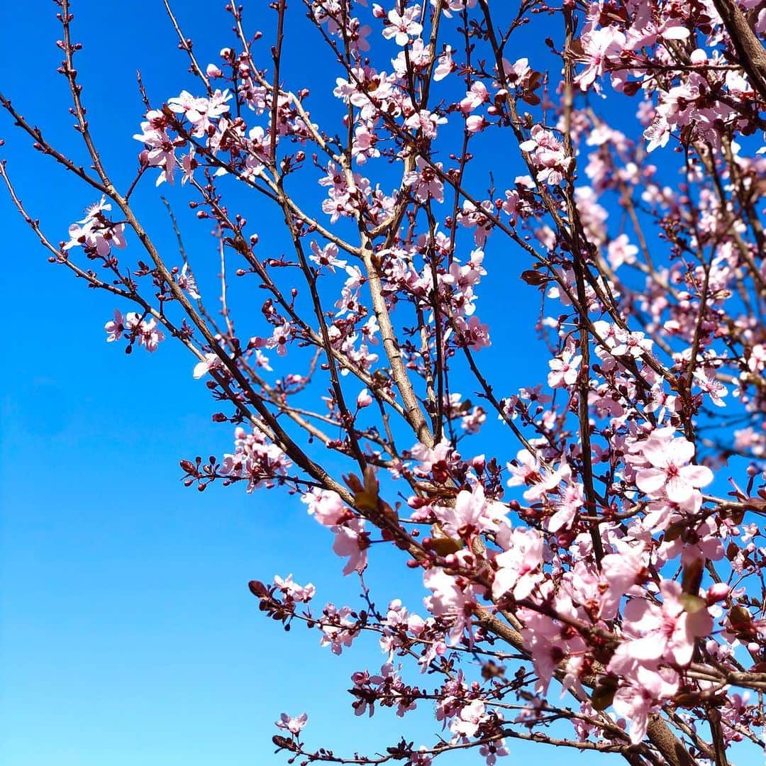 村主章枝さんのインスタグラム写真 - (村主章枝Instagram)「Seems little different but Sakura🌸 ちょっと種類が違う感じがしますが、アメリカの桜🌸 #sakura  #lasvegas #ラスベガス生活」3月24日 8時46分 - fumie.suguri