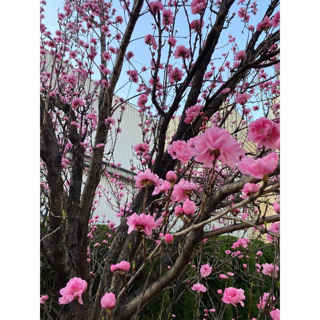 加藤圭さんのインスタグラム写真 - (加藤圭Instagram)「妹に撮ってもらった 写真 🌸  桃の花が きれいなぴんくで 美しく咲いていました 💞  儚い ｡ .. oO   そして インスタから見つけて安くてかわいいの最近良く買ってるのだけど このワンピースは￥2980くらいで ほんとに着やすくて軽くて楽で かわいくて 神 😭な 、、  sucrier  フリースヨークギャザーワンピ ・11432   だよ 🎀  🐵 #桃の木 #桃の花 #岡山 #japan #beautiful #beauty #photobeauty #camera #insta #instaphoto #love  #spring #かわいい #sucrier」3月24日 0時05分 - kei_kato_