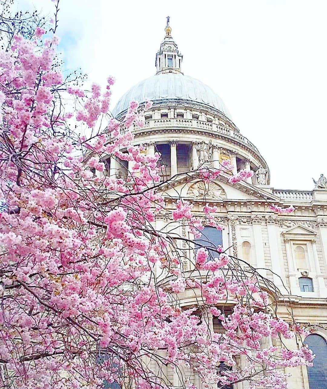 渡辺枝里子のインスタグラム：「【セントポール大聖堂の春🇬🇧】  📍 St Paul's Cathedral  セントポール大聖堂と桜。  異国情緒溢れる建造物とのコントラストがなんだか不思議。  でも、すごく好き😌  いい季節になりましたね☺️ * * * * * #london #uk #stpaulscathedral #cherryblossom #spring #londonphotography #photography #londonlife #londondiaries  #ロンドン　#イギリス　#セントポール大聖堂 #桜　#春　#ロンドン日記　#海外生活　#ロンドンライフ　#渡辺枝里子」