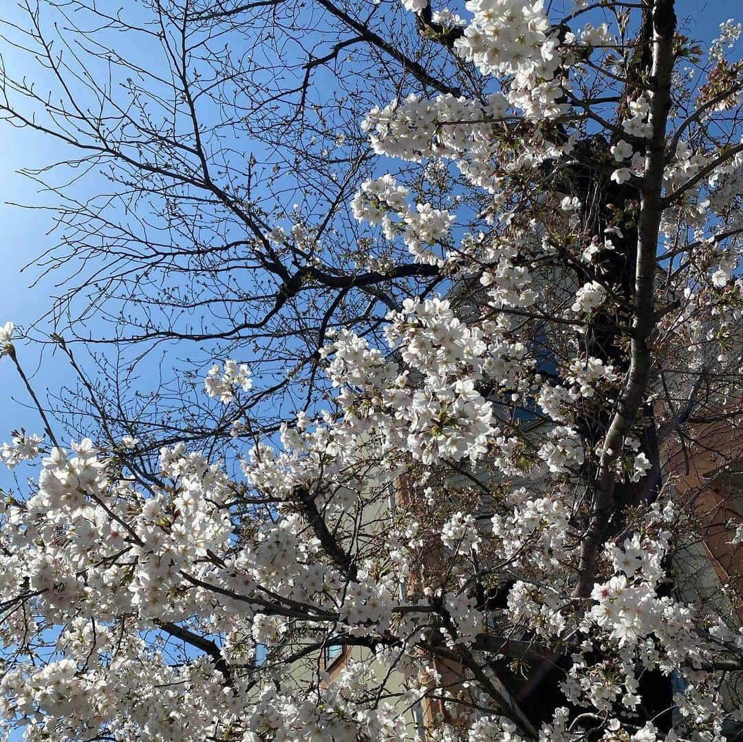 伊達公子さんのインスタグラム写真 - (伊達公子Instagram)「気持ちのよい日！ 桜があちこち咲いているし、青空で、暖かく最高。  #伊達公子 #kimikodate  #テニス  #テニスプレイヤー #tennis  #tennisplayer #2021年3月24日 #2021 #2021年 #桜  #cherryblossom」3月24日 17時19分 - kimiko.date