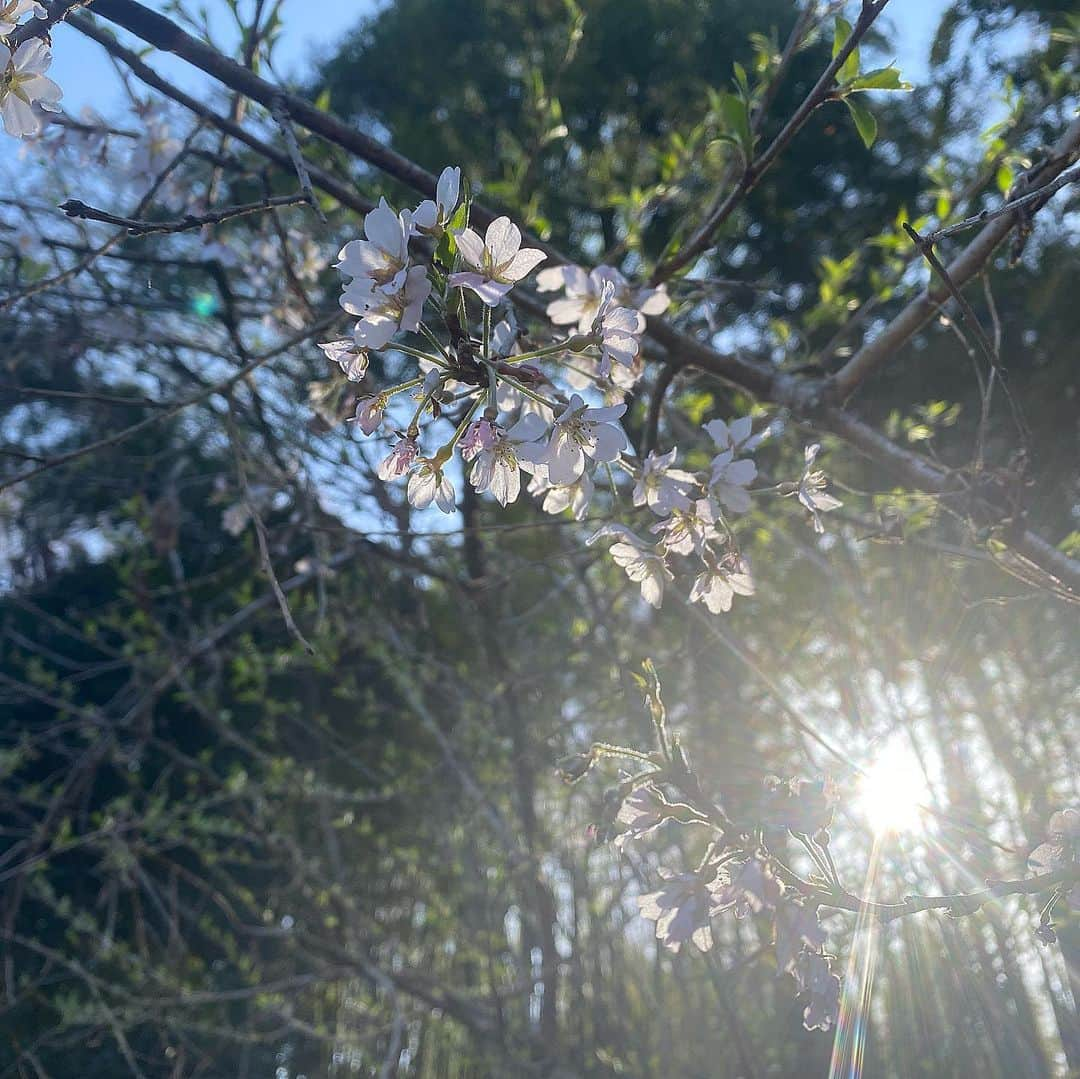 下村彩里さんのインスタグラム写真 - (下村彩里Instagram)「#衣装　x #不屈の桜  #トレンチコート•上下:#rope いつも素敵な衣装ありがとうございます🙇‍♂️✨  写真は昨日取材した #埼玉県#北本自然観察公園 の #エドヒガンザクラ　🌸🚶‍♀️  2019年の台風の影響をうけて、 根元から折れてしまった桜の木から、今年500輪ほどの花が咲きました。  咲いた理由ははっきりとは分かりませんが、どんな状況でも一生懸命咲き続ける桜の姿にパワーをもらいました😭🥺✨  #地面 には沢山 の #桜の花びら  #桜ライトアップ  #素敵な演出ありがとうございます ☺️🌸 #最後は #今日のロケから使い始めた #マスク #先輩 や #同期に教えてもらった #カラフルマスク #お気に入り の #パープル  . . #下村彩里  #報道ステーション#気象情報#テレビ朝日アナウンサー#テレビ朝日#アナウンサー#アナウンサー衣装 #anchor#costume#japanesefashion#march」3月24日 17時32分 - sairi.shimomura_ex