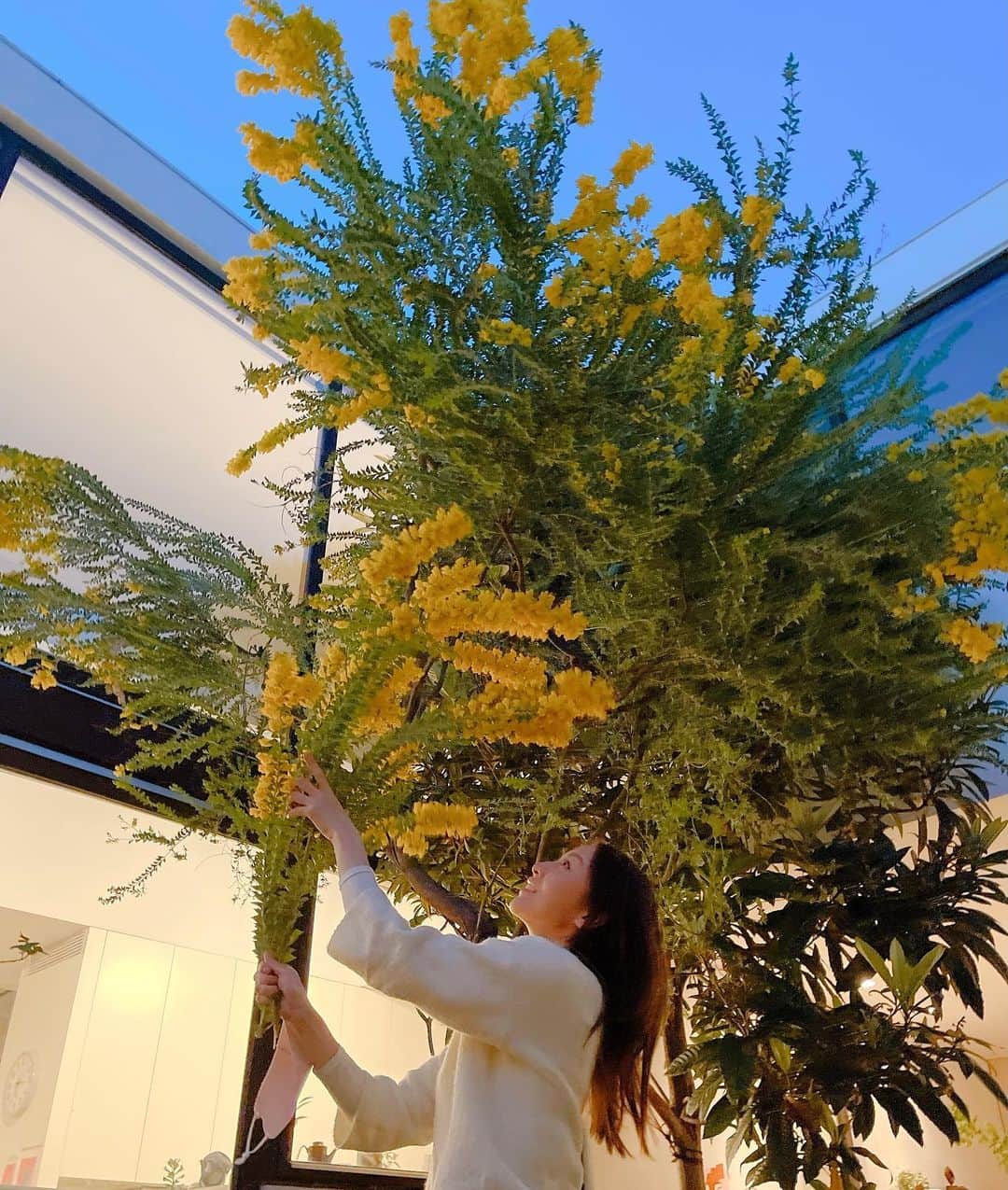 伊藤歩さんのインスタグラム写真 - (伊藤歩Instagram)「Mimosa tree🌼愛しのミモザ  Photo by @chara_official_  #springflowers #naturelovers #mimosa」3月24日 17時29分 - ayumi__ito