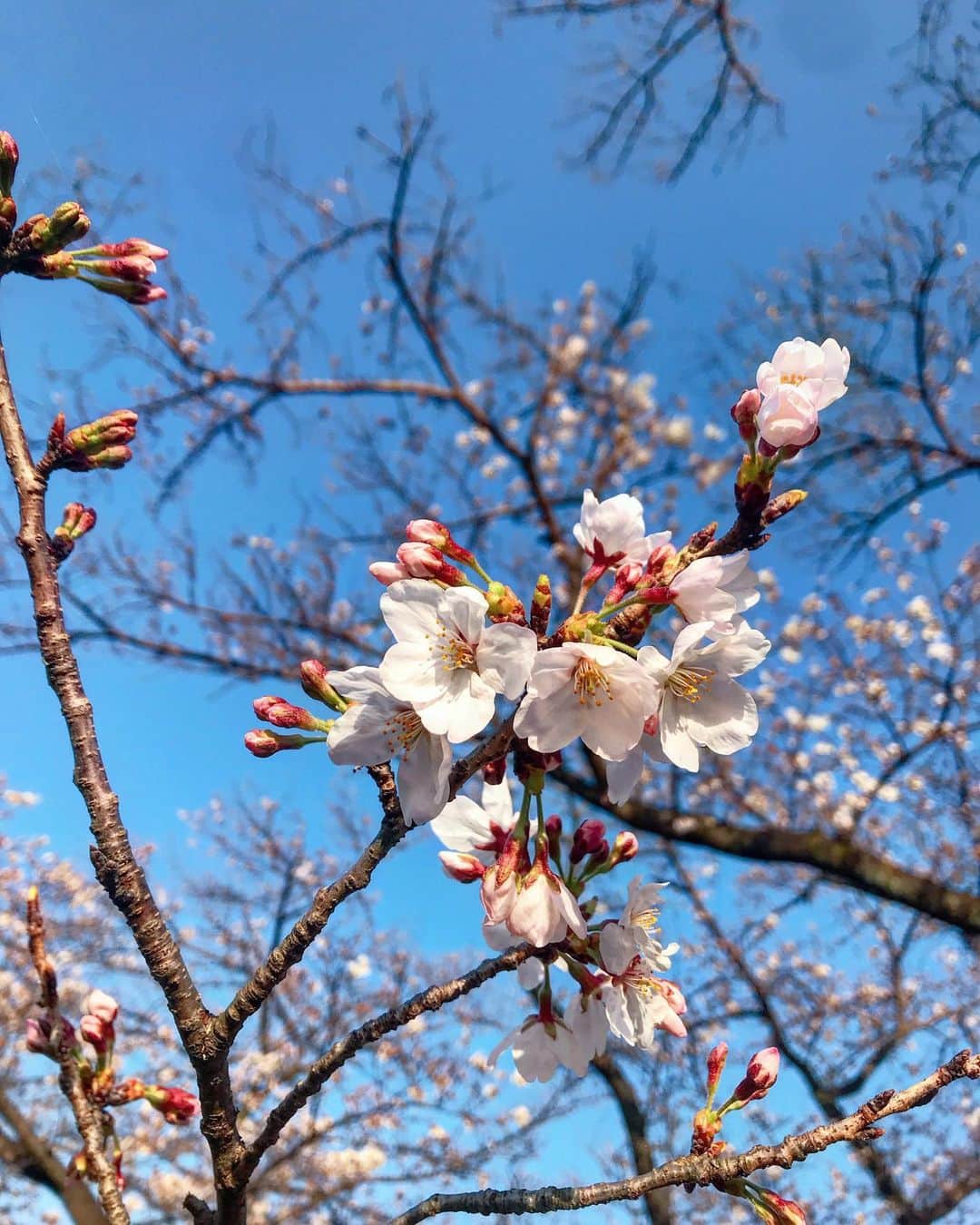 笹口直子さんのインスタグラム写真 - (笹口直子Instagram)「昨日撮影終わりにチラッと桜が見れた🌸 今日も暖かくて、いいお天気🥰 春はあちこちでお花が咲いていて見てて幸せだわ☺️ ・ ・ #桜 #お花好きな人と繋がりたい #撮影 #春」3月24日 17時42分 - na.o.ko.16