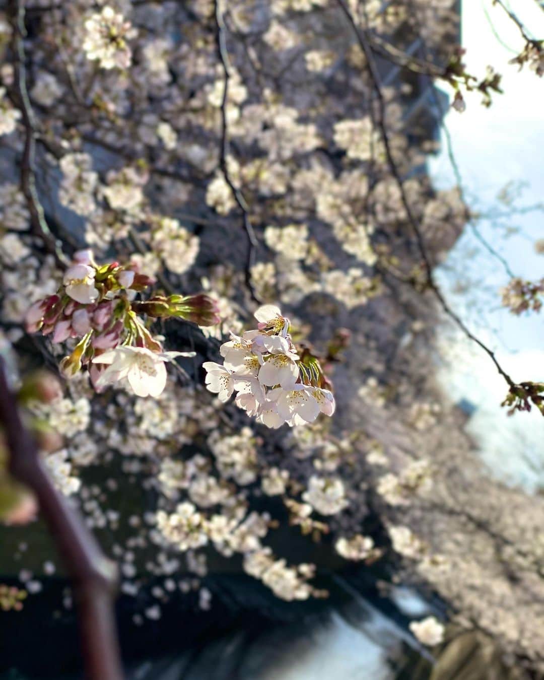 片寄涼太のインスタグラム：「Sakurairo…🌸🕊  #cherryblossom  #sakura #tokyo」