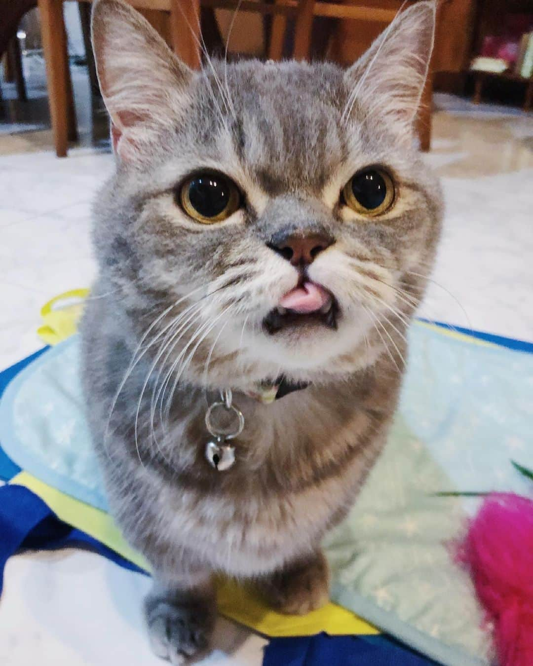 Pancakeさんのインスタグラム写真 - (PancakeInstagram)「👅 Give me a B!...lep. 😛 #cats #catstagram #catsoninstagram #catsofinstagram #sgcats #pets #instagramcats #munchkincats #neko #ねこ #マンチカン短足 #猫 #まんちかん部 #マンチカン部」3月24日 9時27分 - nugget_pancake