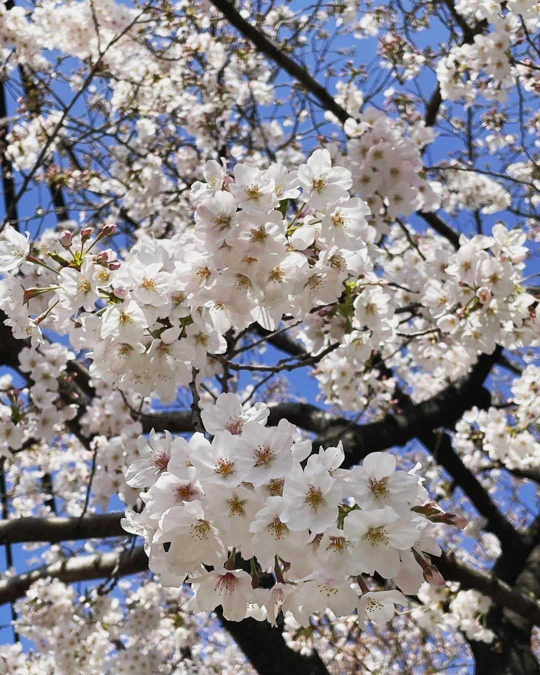 井上和香さんのインスタグラム写真 - (井上和香Instagram)「. 近所の桜がほぼ満開🌸 やっぱりこの季節が好き  今日は朝から娘を叱ってしまい、反省中… バタバタとイライラが重なって、必要以上に叱ってしまったな… 最後はお互いに「ごめんね」をして仲直りしたけど、大人の私が悪いです。 全然成長しないなー、わたし。。。  . #おはよう #母反省中 #落ち込んだ心を癒してくれる桜 #ありがとう #今日は帰ったらいっぱい抱きしめよう」3月24日 10時03分 - inoue_waka