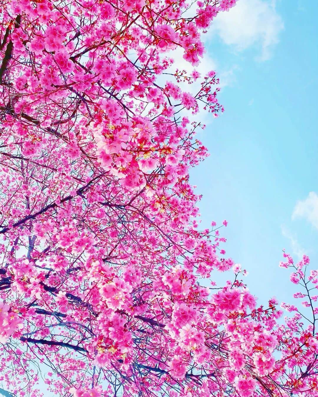 佐野真彩さんのインスタグラム写真 - (佐野真彩Instagram)「会社の近くの桜並木🌸 カンヒザクラといって、ソメイヨシノより開花が早く 満開になっていました☺️ 濃いピンク色がとっても可愛い。  話変わって、今期のドラマが面白すぎました！天国と地獄、オーマイボス、青のSP、知ってるワイフ。今週で俺の家の話が終わってしまう😢 沢山観たなぁ、楽しかった💭  さて、いってきます👟  #青梅　#カンヒザクラ　#新町　#天国と地獄　#知ってるワイフ　#俺の家の話　#オーマイボス #青のSP #ドラマ好き　#TCNキャスター」3月24日 10時11分 - sano.maya