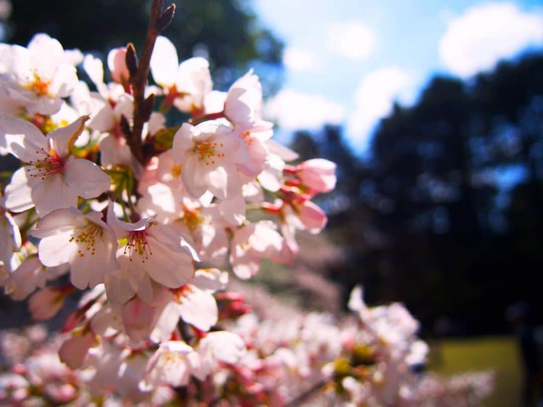 辰巳ゆいさんのインスタグラム写真 - (辰巳ゆいInstagram)「桜🌸 綺麗に撮れたから見てっ！！！💕」3月24日 13時59分 - yuitatsumi