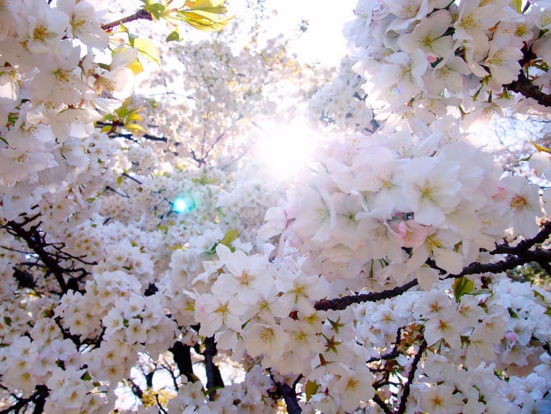 辰巳ゆいのインスタグラム：「桜🌸 綺麗に撮れたから見てっ！！！💕」