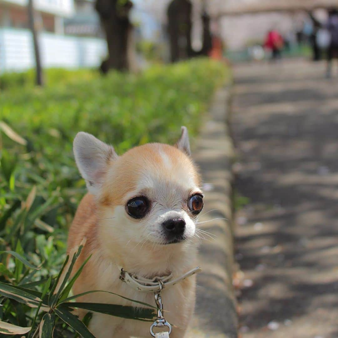 まち(Machi)のインスタグラム：「. 🌸🌷🌼 . #chihuahua #chihuahuas #dog #instadog  #weeklyfluff #doglover #chihuahualove #ふわもこ部 #choco #azuki #omochi #チワワ #ちわわ #犬 #スムチー #ロンチー #ちわすたぐらむ #いぬすたぐらむ #ちわわ部」