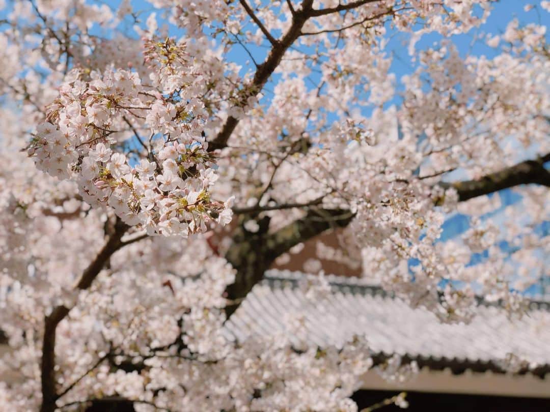 山本里菜さんのインスタグラム写真 - (山本里菜Instagram)「. どうして桜ってこんなに心が弾むのだろう🥺🌸 . 桜を見ると思わず足を止めて見上げてしまう☺️ . . もっと愛でる時間が長くあってほしいものですね〜！！ . . #桜　#春　#さくら　#母校の近くで　#花」3月24日 14時52分 - rinayamamoto_0622