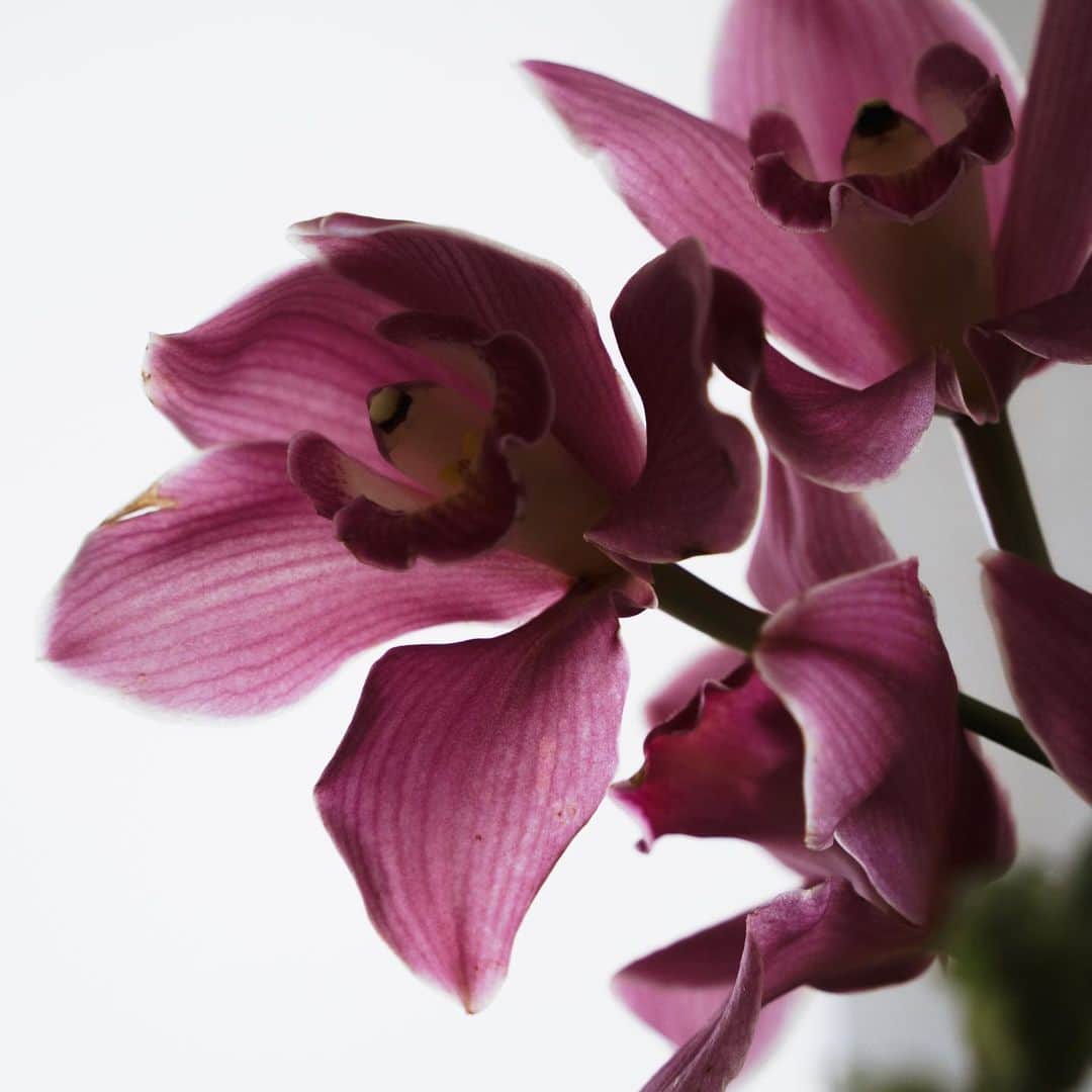 市川渚のインスタグラム：「flowers in my home💐  家にいると、カメラを手にしては、お花をひたすら撮ってる。」