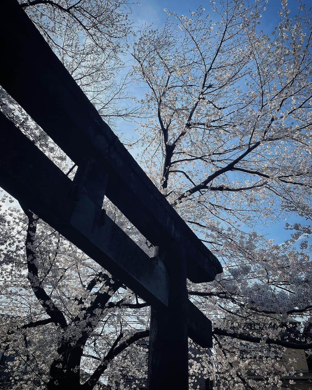 里海のインスタグラム：「🌸🌸⛩🌸🌸 私のお誕生日までもつかなぁ〜🥰」
