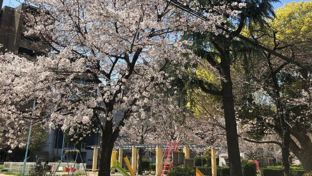 鮫島幸恵さんのインスタグラム写真 - (鮫島幸恵Instagram)「福岡の劇場に向かっております！ いい天気ですねー☀️  太田兄さんがずっと気になってたスタバのバナナンアーモンドミルクフラペチーノ🍌をご馳走してくださいました！ ちゃっかりチョコのスコーンも…😋 美味しい💕 ありがとうございます！  明日明後日と初めてじぎょう浜一座さんに参加させていただきます！ 楽しみ😊 気をつけて行ってきます！  #吉本新喜劇  #スタバ  #マスク ちゃんとしてますから安心してくださいね☺️ #桜 も結構咲いてた」3月24日 16時12分 - ysmtsnkgk_ys