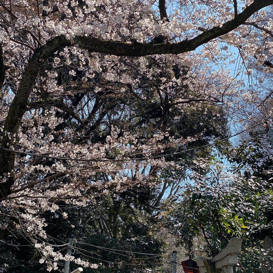 芝本裕子さんのインスタグラム写真 - (芝本裕子Instagram)「仕事で京都に行ったので、春休み中の息子を連れて、ついでに毎月の伏見稲荷参拝へ⛩ 桜も咲いていて、人も割と少なくて登りやすかったです🌸🌸🌸 週末に向けて、お天気悪いみたいで、今年は桜、4月まで残らないかな…入学式シーズンまで少しでも残るといいな〜  #桜 #sakura #伏見稲荷大社 #京都伏見稲荷大社 #京都 #kyoto #shiba_u」3月24日 16時27分 - yukoshibamoto