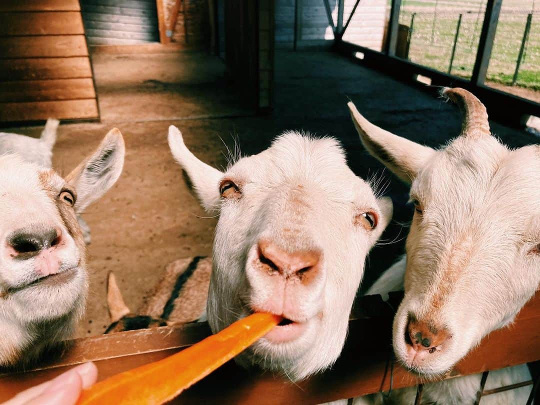 松田珠希さんのインスタグラム写真 - (松田珠希Instagram)「動物と触れ合えて、古道具も野菜も花も苗も買える道の駅🐐 最高であった。 道の駅が好き！！ #道の駅　#伊那市 #やぎ　#古道具　#産直市場グリーンファーム」3月24日 16時37分 - tamakimatsuda11