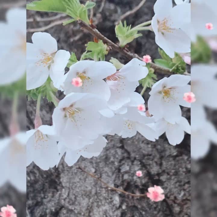 瑞羽奏都（水谷美月）のインスタグラム：「桜🌸  帰り道🏡自宅近くの緑道の桜が実は綺麗なんですよね☺️ 今年も綺麗に満開の桜ロードになっていたので、ちょっとだけ足を止めて…📸 数日前の強風にも耐えて美しく咲いていて、眼福眼福🌸  #桜 #sakura #桜ロード  #帰り道 #緑道」
