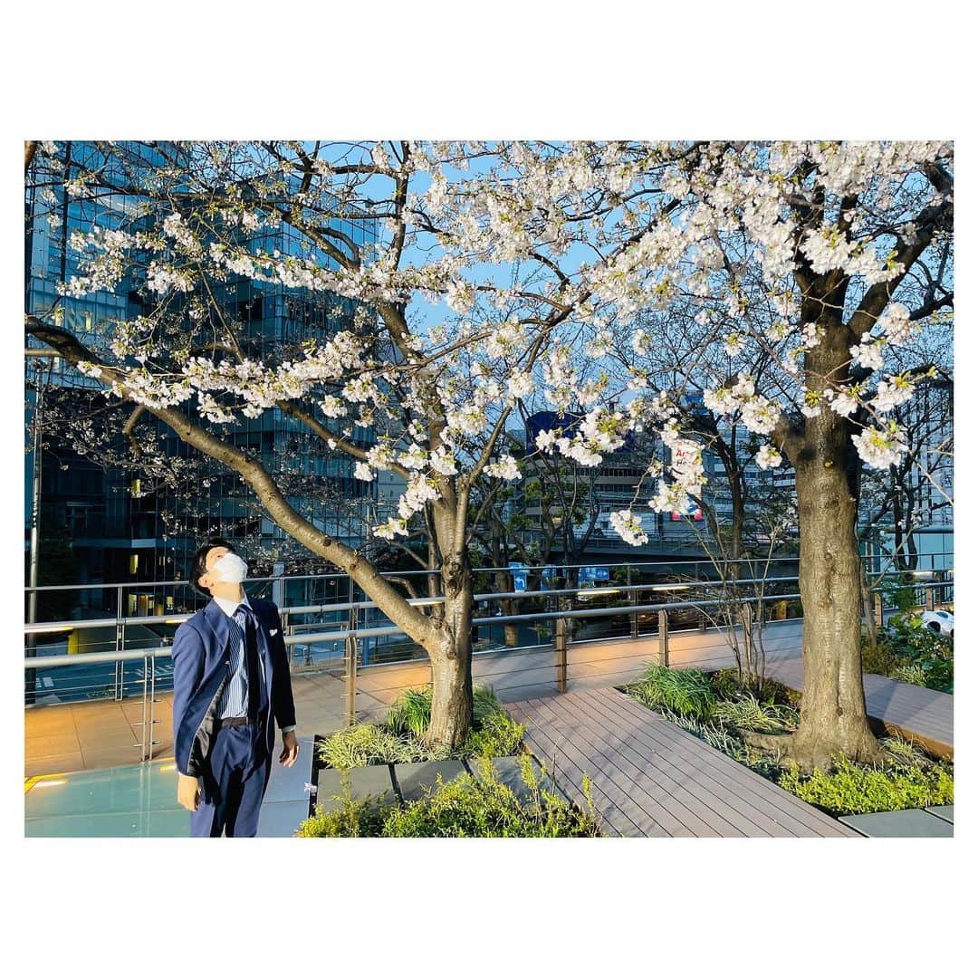 篠原光のインスタグラム：「. オンエア前、 夜明け前の桜🌸 朝はまだ風もあって寒いので、 お天気チームのフィジカルをとてもとても尊敬しています🥶  #写真は #なんと #普段お天気コーナーを撮っているカメラマンさんに #なかば強引にお願いしました #「すみません1枚！1枚だけ！」 #5枚も撮ってくださいました！ #図々しいですねえ😌 #ありがとうございます」