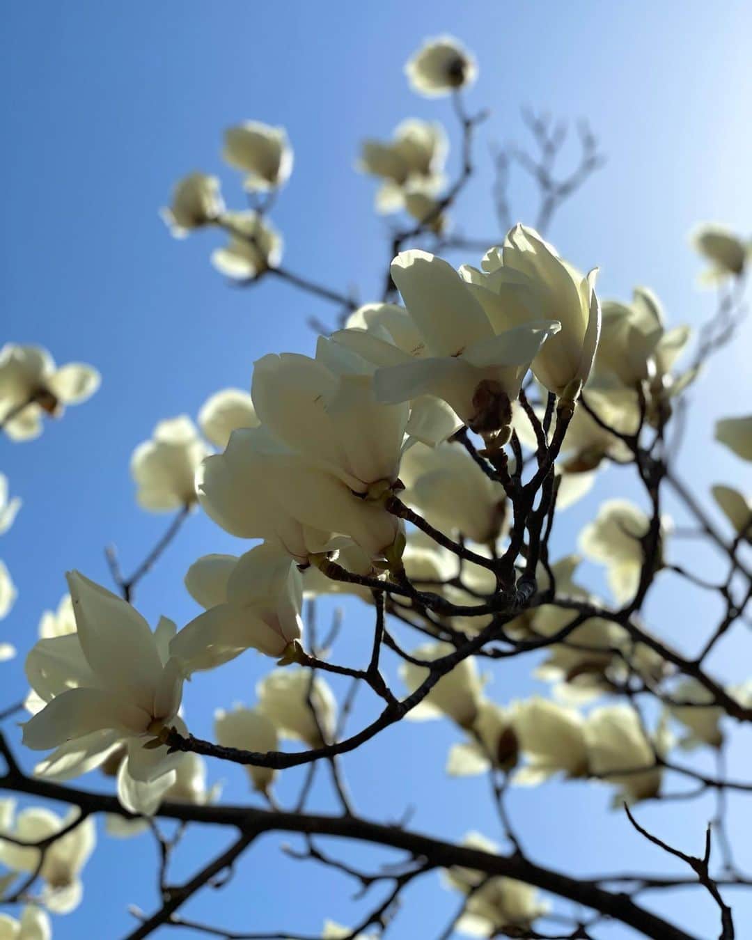 山田佳子さんのインスタグラム写真 - (山田佳子Instagram)「空に向かって咲く白木蓮。キレイだな〜😍💕春は花木が彩り、気持ちが明るくなります… ﻿ ﻿ #白木蓮と青空﻿ #木蓮﻿ #美しい﻿ #空に向かって #白い花﻿ #優雅﻿ #春の訪れ﻿ #magnoliawhite」3月24日 20時07分 - yoshiko117