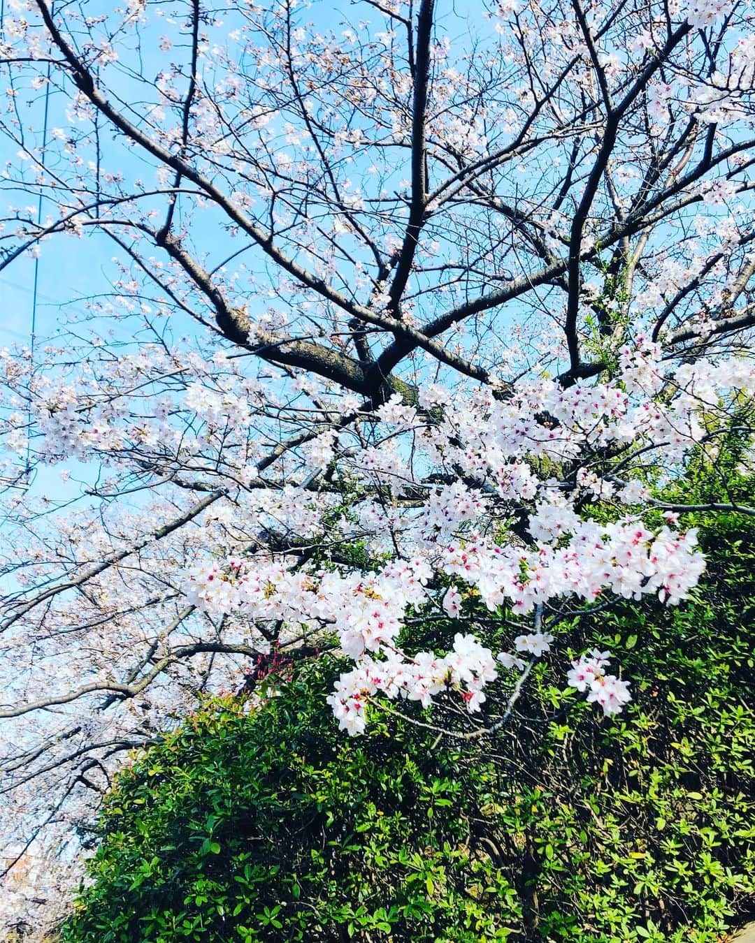 原日出子さんのインスタグラム写真 - (原日出子Instagram)「桜も咲いているので 久々に 近所の緑道を歩いて お散歩がてらのお買い物💖 いろんなお花が咲いていて 桜も綺麗で 最高です😊 風はまだ冷たいけど とても気持ちが良かったです。 早く 心置きなくお出かけできるようになりたいですね❣️ 往復6.7キロ 9382歩✨ 春爛漫🌸  #お散歩 #桜 #緑道 #鴨のカップル #歩いてお買い物 #毎日を楽しく」3月24日 20時11分 - hara_hideko