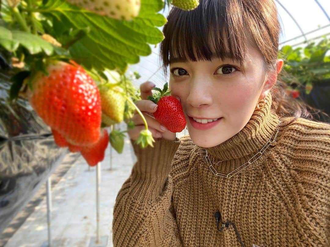 三谷紬さんのインスタグラム写真 - (三谷紬Instagram)「* いちご狩りに行きたいです🍓 この写真はJチャンのロケで行った際のもの。 コロナ禍のため ハウス1つを贅沢に1グループで使えるそう😳 友達同士で行っても 家族で行っても楽しめますよね。 たらふくイチゴを食べたいです〜😋 * #いちご狩り#いちご#イチゴ#苺#strawberry#日光#とちおとめ#スカイベリー#やよいひめ#花いちもんめ#栃木#スーパーJチャンネル#土曜#ロケ#テレビ朝日#アナウンサー#三谷紬」3月24日 20時25分 - mitani_tsumugi