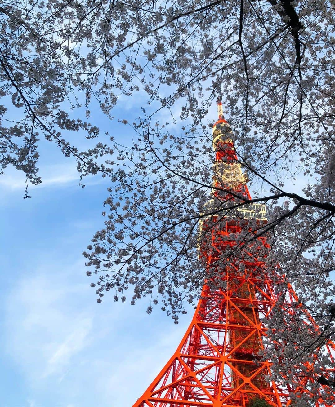 高見侑里さんのインスタグラム写真 - (高見侑里Instagram)「◡̈♥︎ 桜がきれいに咲いていました🗼🌸」3月24日 20時45分 - yuri_takami_official