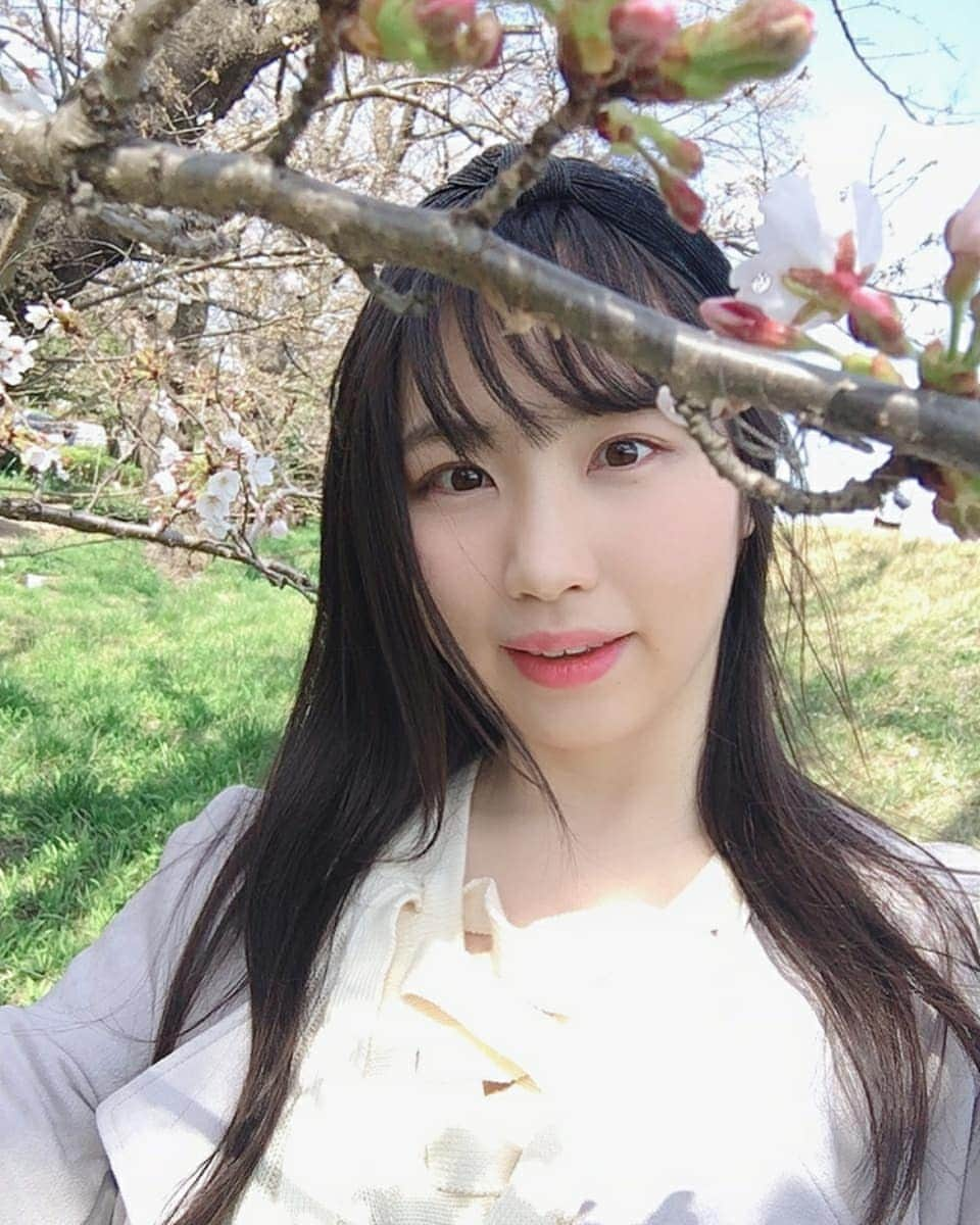 白葉まりさんのインスタグラム写真 - (白葉まりInstagram)「桜、めっちゃ綺麗に咲いてた🌸 東京は見頃です✨✨ . . せっかくなので桜背景にYouTube撮ってアップしたよ😃 . #グラドル政治チャンネル にてお花見しながら政治トーク🌸 ということでLINEの個人情報流出についてあれこれ話してみました👀 . . お花見気分になりながら観て貰えたら嬉しいな！YouTube『グラドル政治チャンネル』で検索してね🔍💕 . . . . . #桜 #お花見 #サクラ #東京 #政治 #政治女子 #ニュース女子 #グラドル #白葉まり #YouTube #YouTuber #cherryblossom #instagood #japan #japanesegirl」3月24日 21時08分 - shirahamari