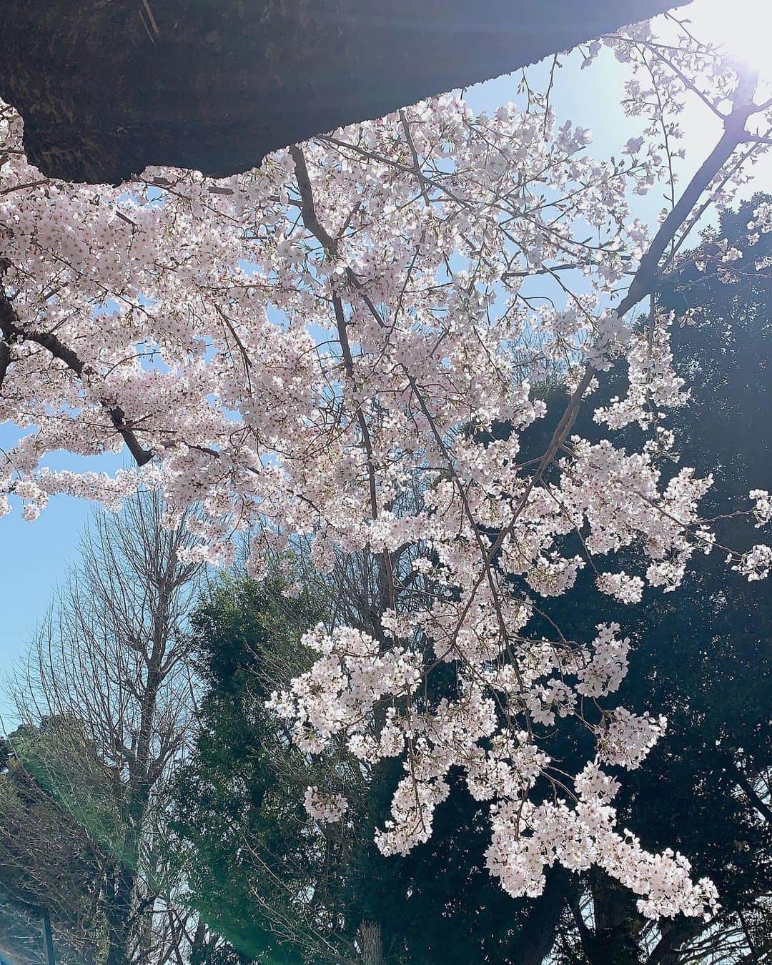 水谷雅子さんのインスタグラム写真 - (水谷雅子Instagram)「今日は朝から東京でした。🚅 新宿御苑前の桜は満開でとても綺麗でしたよ🌸🌸🌸 いつもお世話になっているリーズが用意してくれたお弁当とボリュームのあるサンドイッチ美味しかったぁ☺️❤️ 桜もお弁当も満喫しました🌸🍱🥪✨✨✨ #桜#東京桜満開 #新宿御苑前 #お弁当#なだ万 #なだ万弁当 #サンドイッチ  #打ち合わせ#イベント #水谷雅子#水谷雅子beautybook50の私」3月24日 21時17分 - mizutanimasako