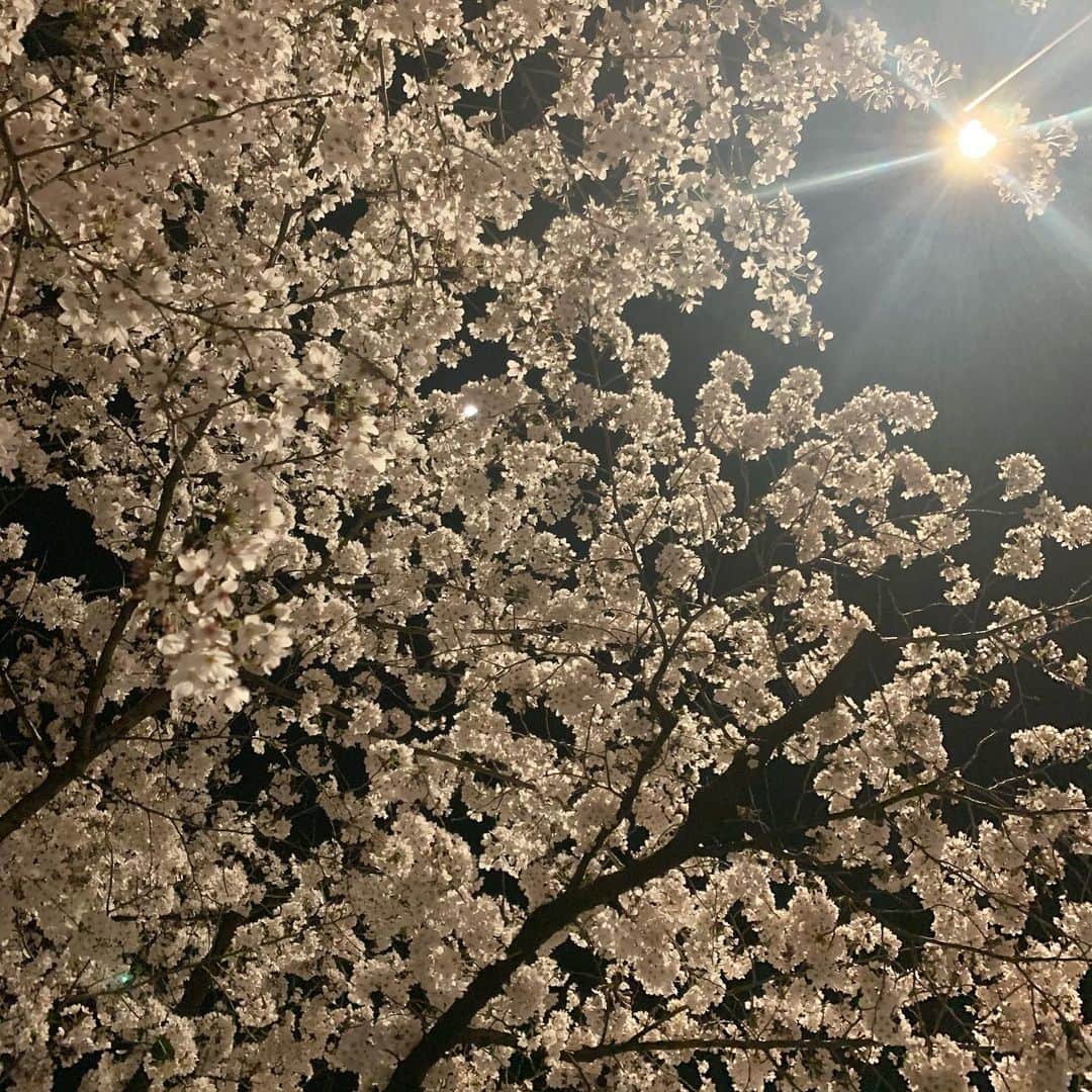 杉浦みずきのインスタグラム：「. 今年も桜は咲くよ」