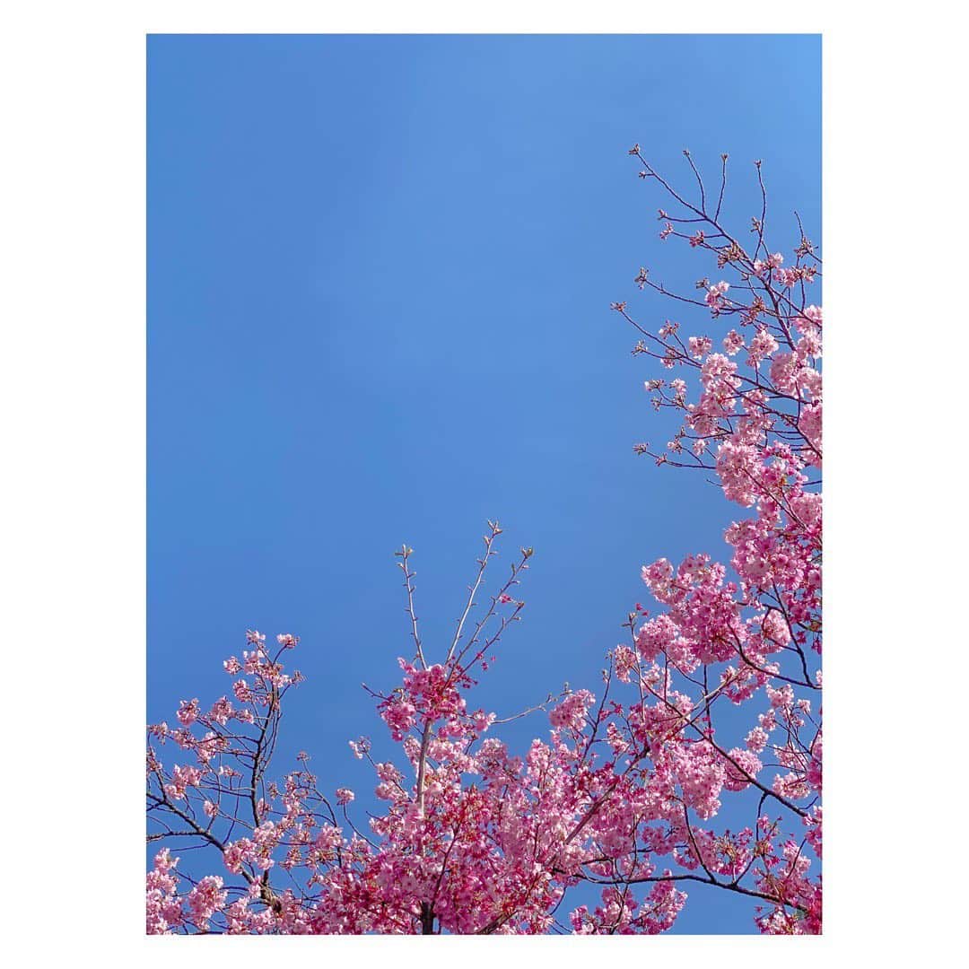 川口ゆりなさんのインスタグラム写真 - (川口ゆりなInstagram)「． ． 青空とお花って最強ですよね🌷 ． 朝カーテン開けたときに青空だと気分がとってもよいです☺︎ ． ．  #iphonecamera  #spring  #cherryblossom  #川口の私服」3月24日 21時54分 - kawaguchi_yurina_official