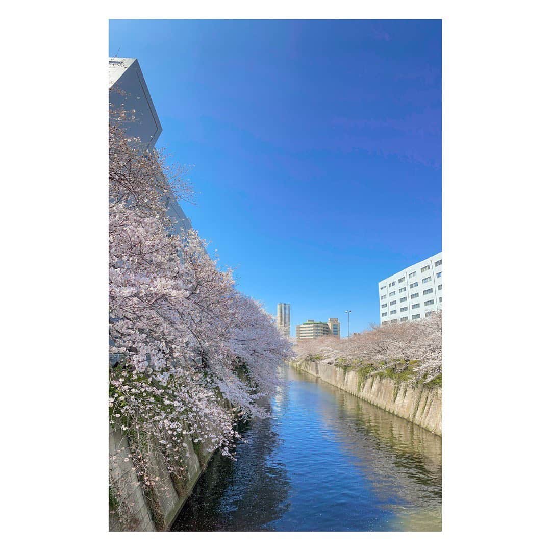 川口ゆりなさんのインスタグラム写真 - (川口ゆりなInstagram)「． ． 青空とお花って最強ですよね🌷 ． 朝カーテン開けたときに青空だと気分がとってもよいです☺︎ ． ．  #iphonecamera  #spring  #cherryblossom  #川口の私服」3月24日 21時54分 - kawaguchi_yurina_official