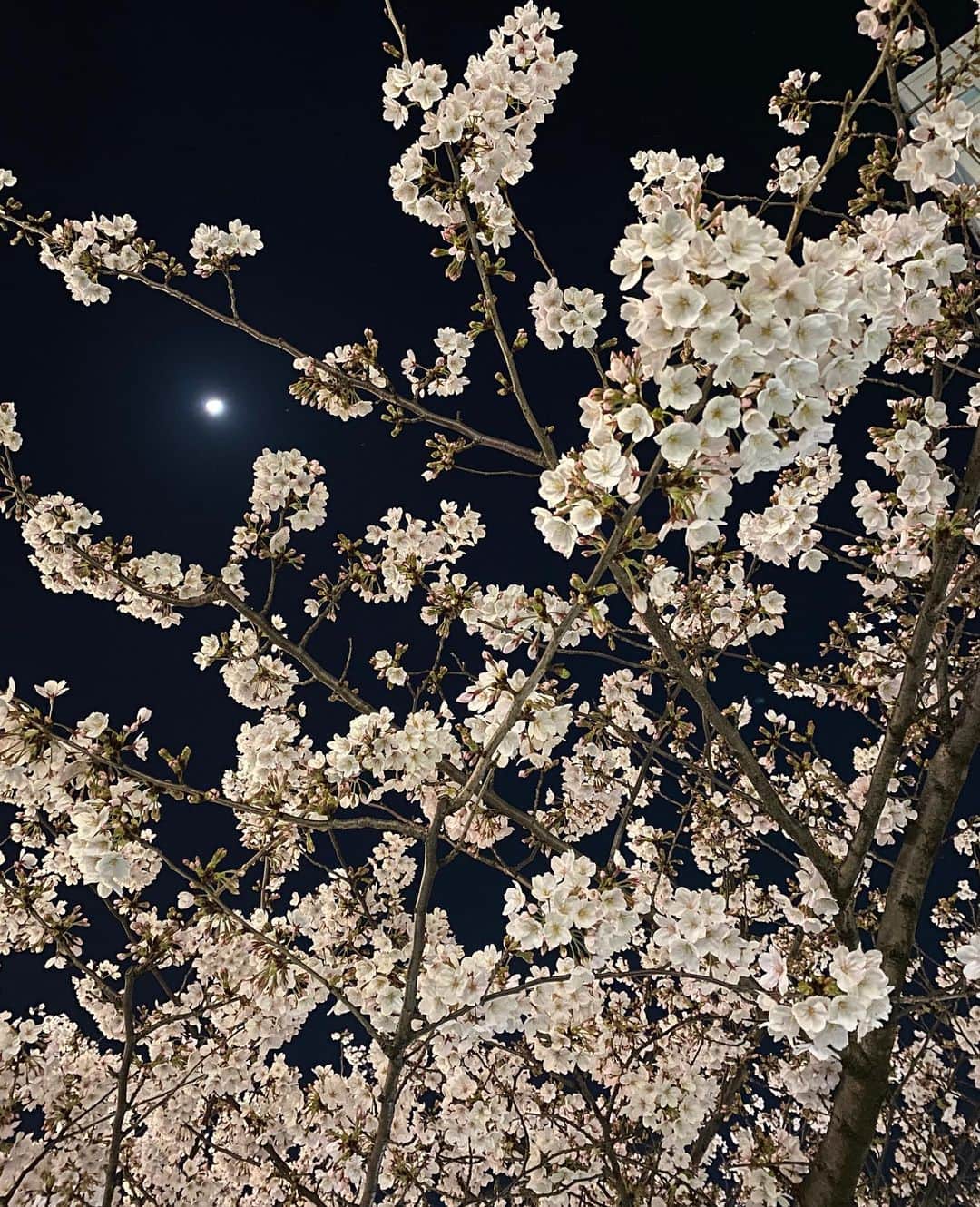 えれなさんのインスタグラム写真 - (えれなInstagram)「昨日、レッスンの帰り道で見た 夜桜＆月のコラボが美しくてかっこよかった〜😍🌸🌖✨  #cherryblossom  #夜桜 #加工なし #パワーもらえた😉 #えれな」3月24日 22時38分 - elena1982312